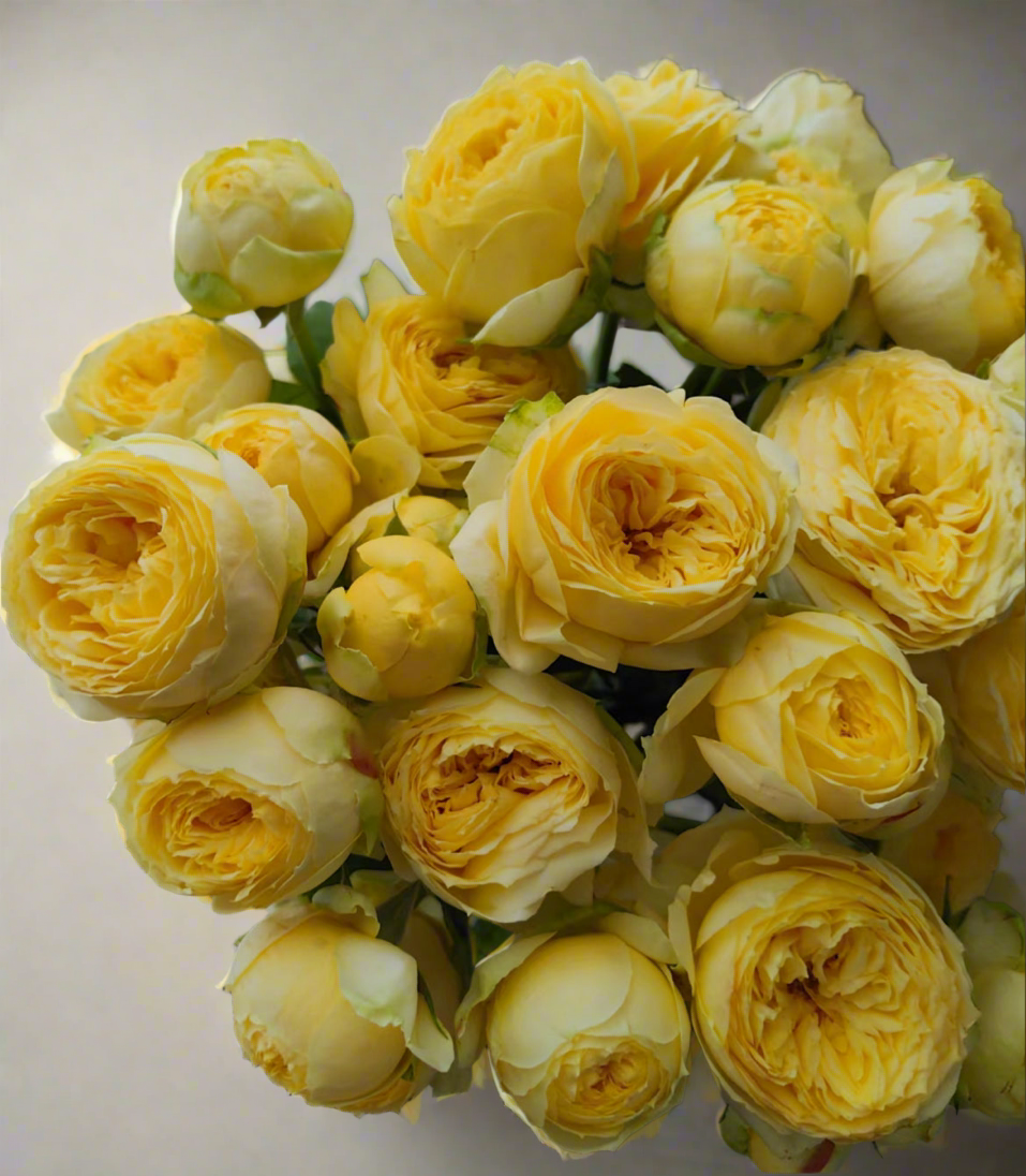 Catalina – Yellow & Green Dutch Florist Rose (Own Root)
