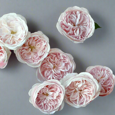 Chiffon – Champagne-Blush Dutch Florist Rose (Own Root)