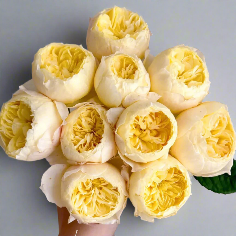 Florist Rose collection, Chirp (Que Jiu) – Yellow Chinese Florist Shrub Rose (Own Root)