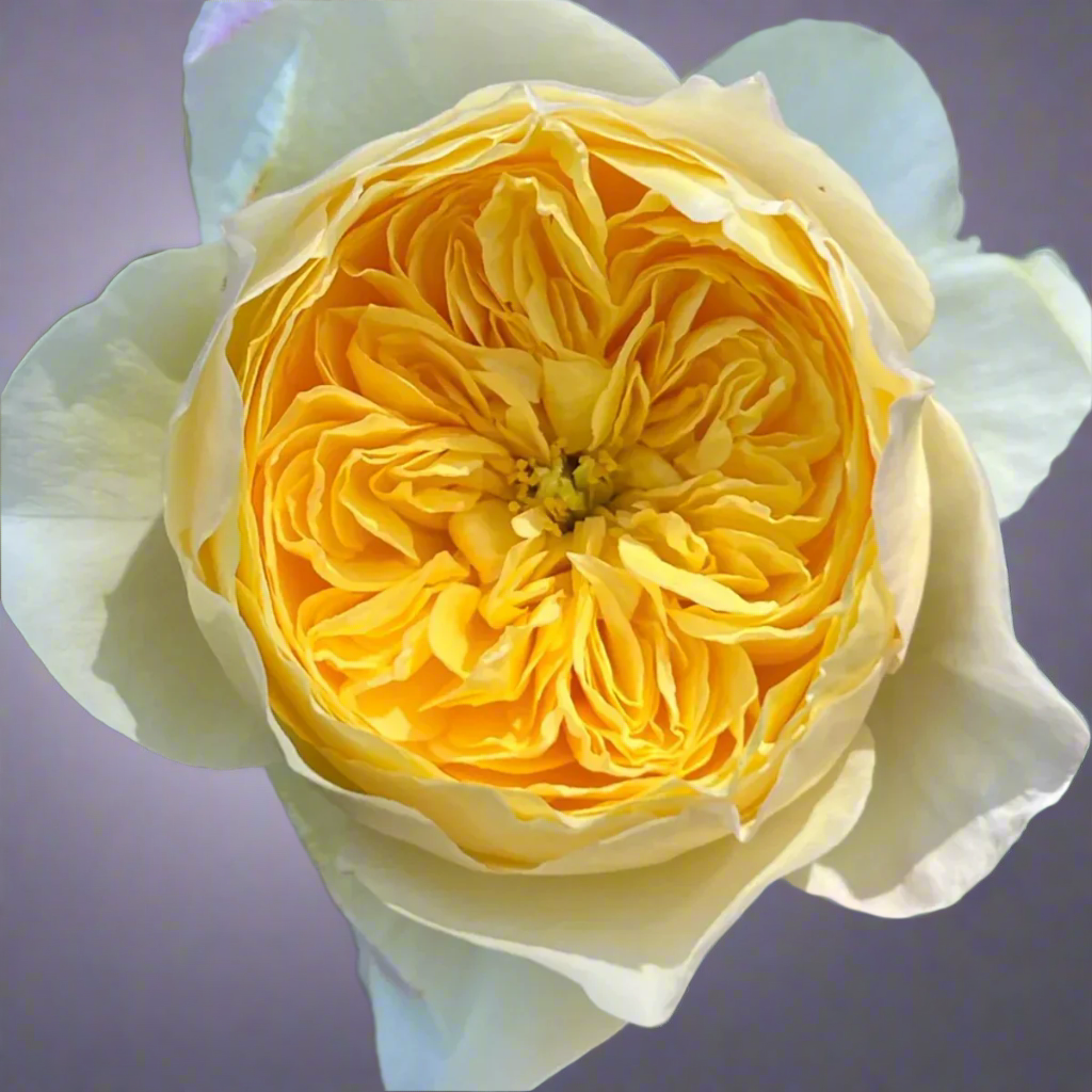 Chirp (Que Jiu) – Yellow Chinese Florist Shrub Rose (Own Root)