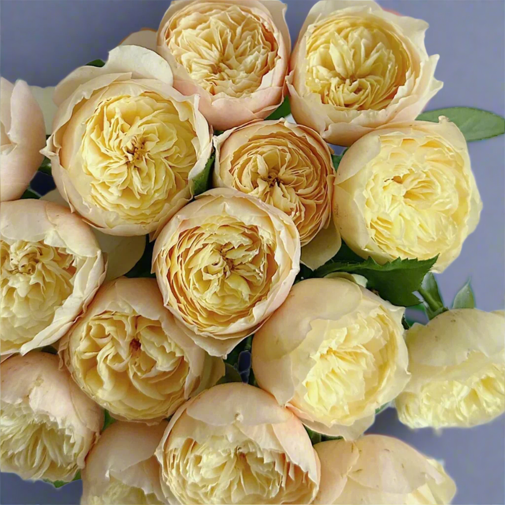 Chirp (Que Jiu) – Yellow Chinese Florist Shrub Rose (Own Root)