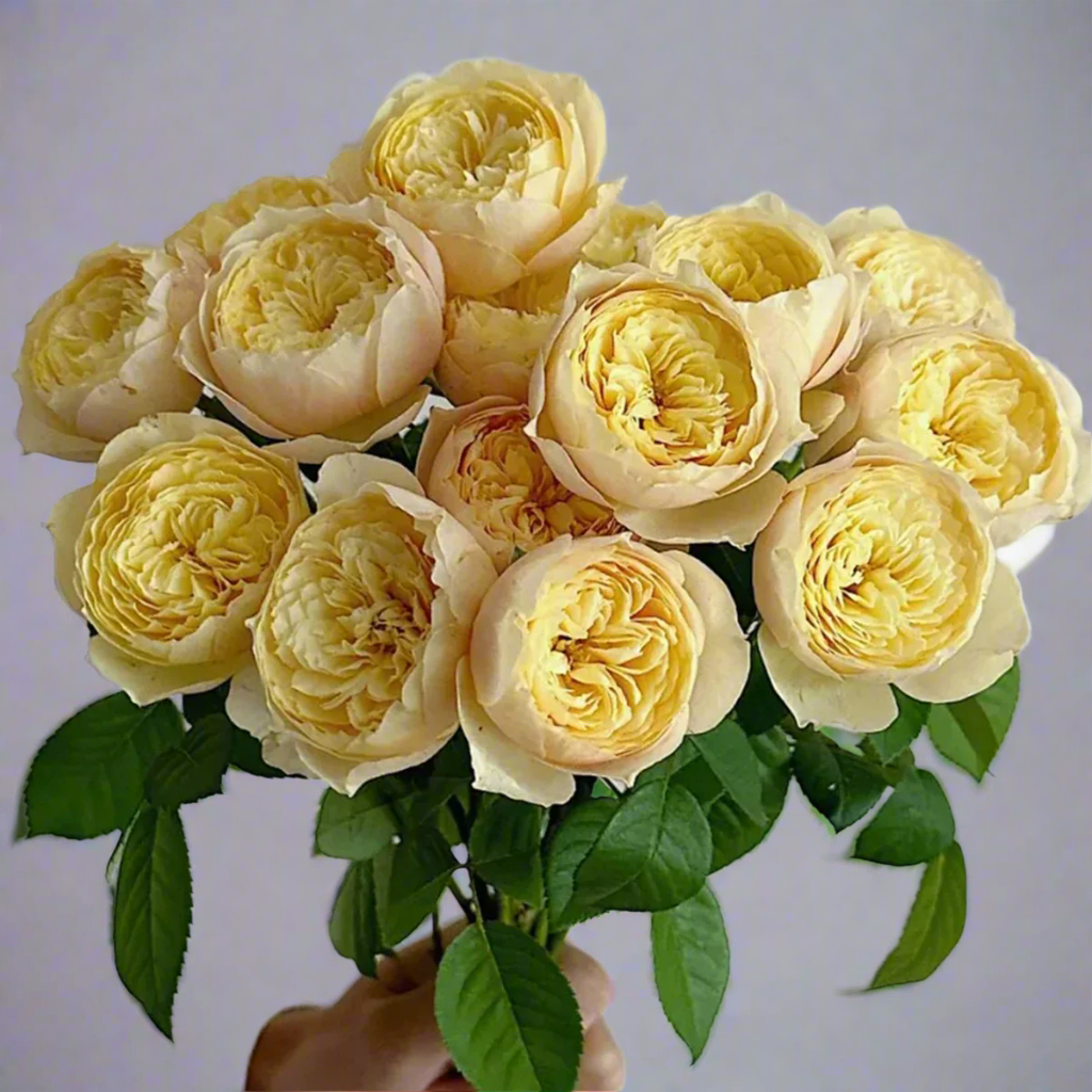 Chirp (Que Jiu) – Yellow Chinese Florist Shrub Rose (Own Root)