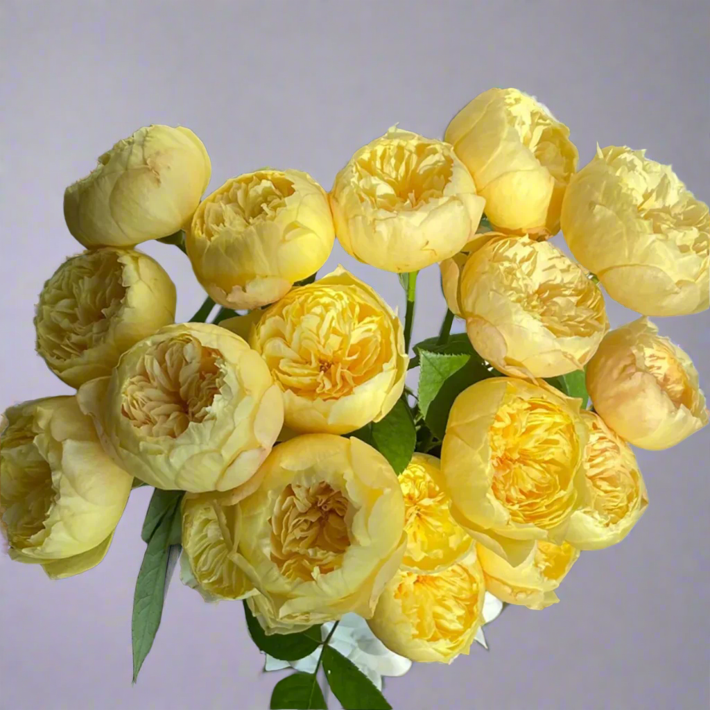 Chirp (Que Jiu) – Yellow Chinese Florist Shrub Rose (Own Root)