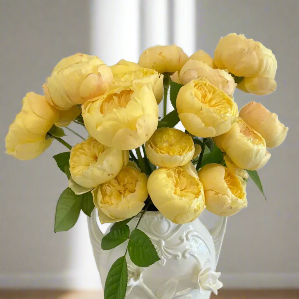 Chirp (Que Jiu) – Yellow Chinese Florist Shrub Rose (Own Root)