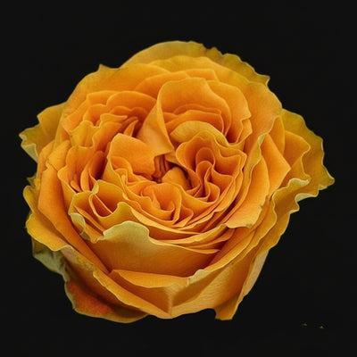 Copper Kiss – Vintage Orange Dutch Florist Rose (Grafted)