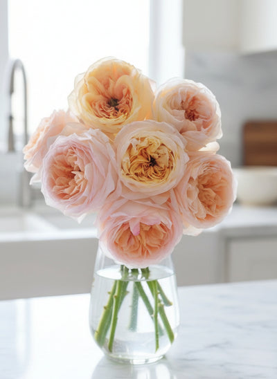 Cream X-pression – Creamy-Yellow Dutch Florist Rose (Grafted)