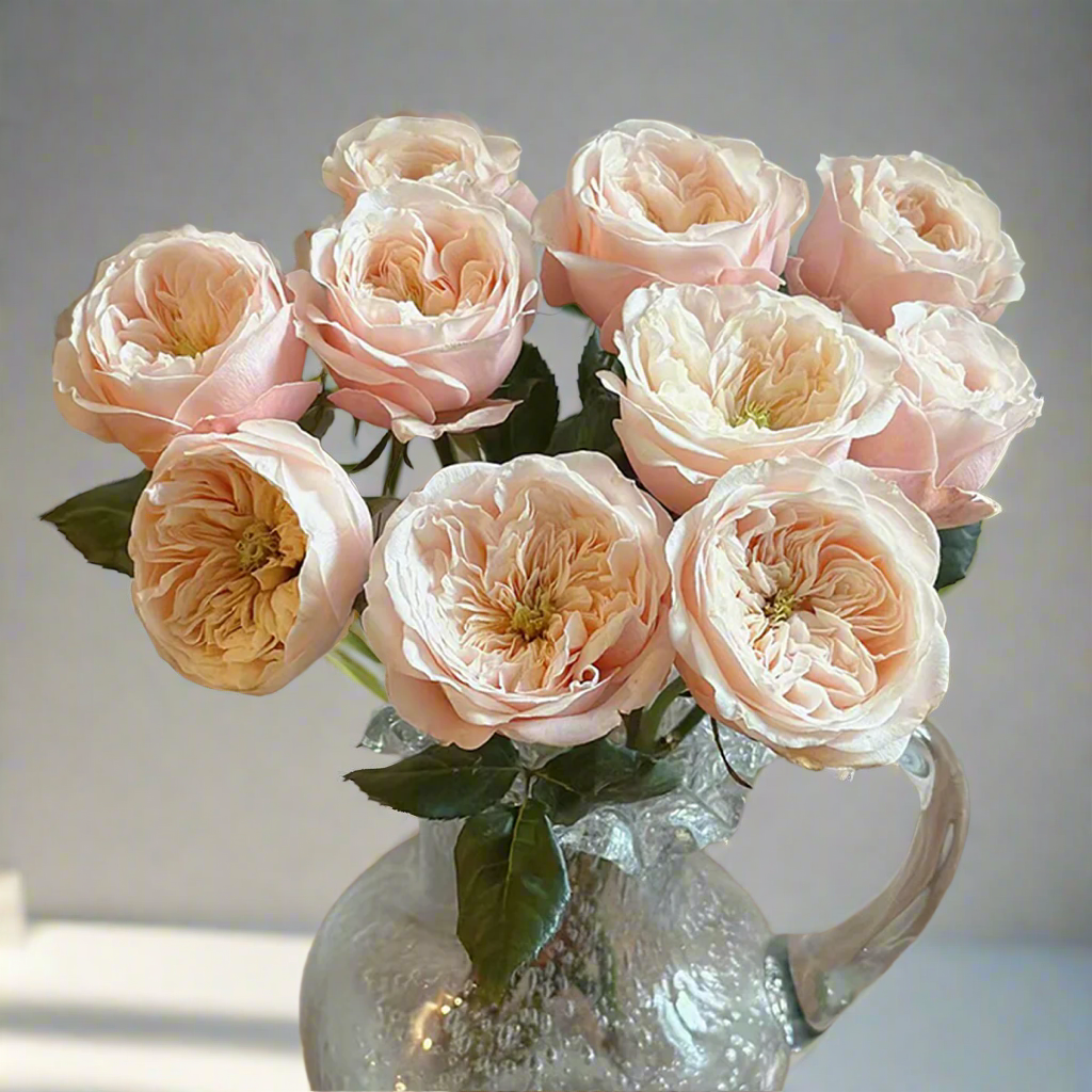 Darlington – Cream & Peach Dutch Florist Rose (Own Root)