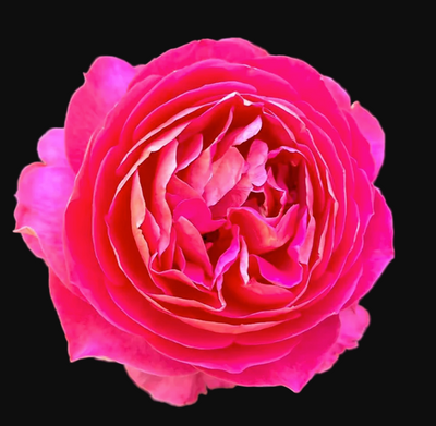 Esprit de Paris – Fragrant Pink & Yellow French Florist Rose (Own Root)