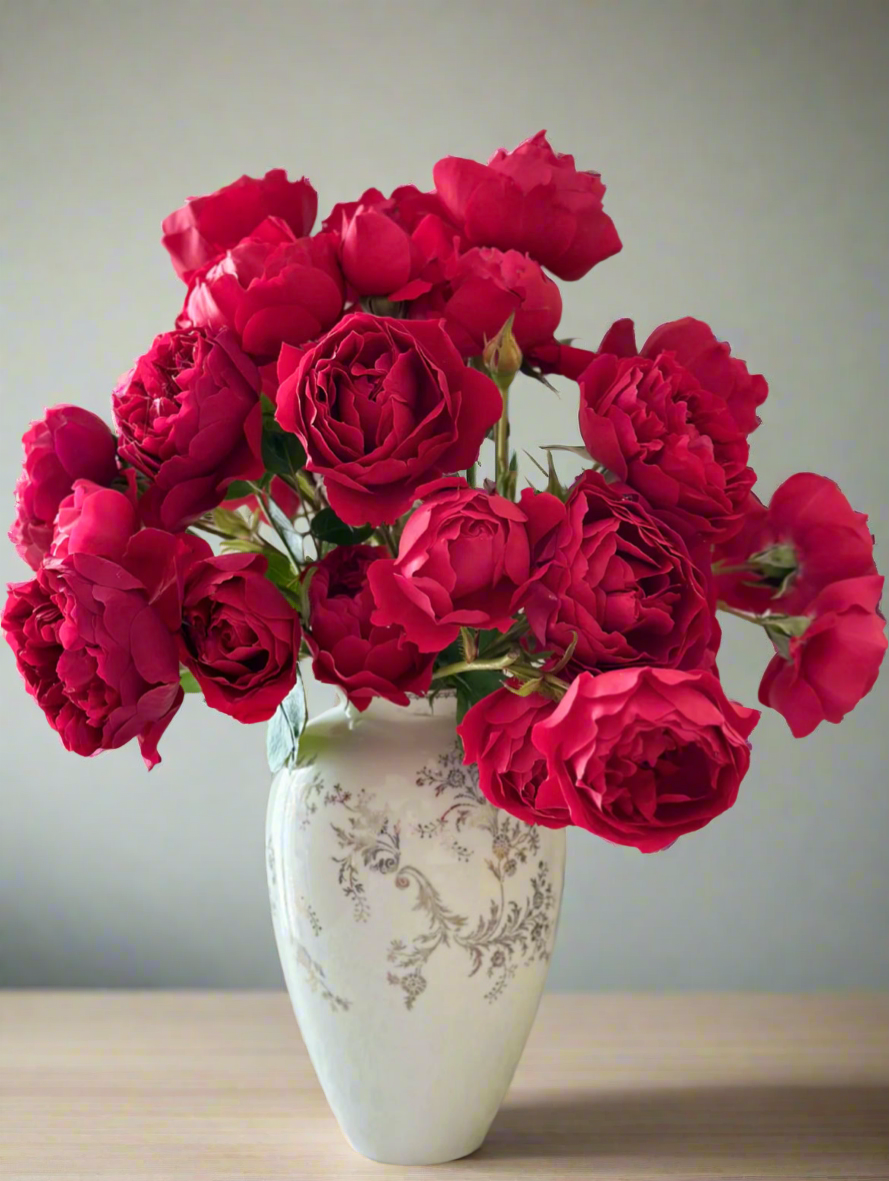 Florentina – Dark Red German Climbing Rose (Own Root)
