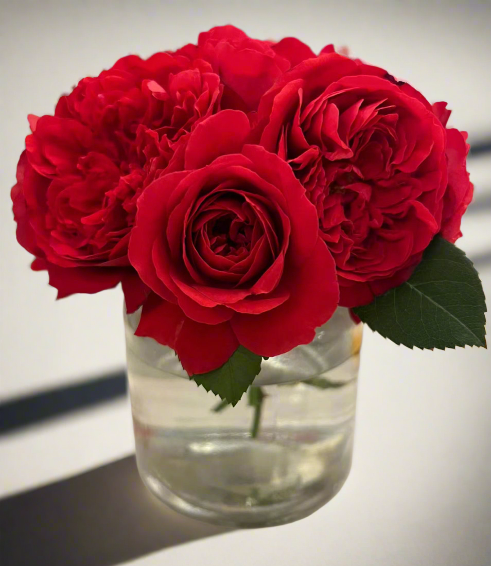 Florentina – Dark Red German Climbing Rose (Own Root)