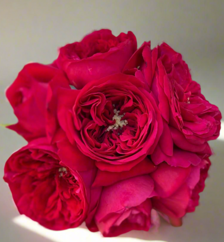 Florentina – Dark Red German Climbing Rose (Own Root)
