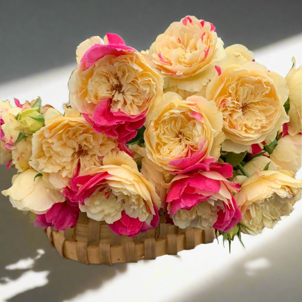 Fugetsu – Striped Yellow & Pink Japanese Rose (Own Root)