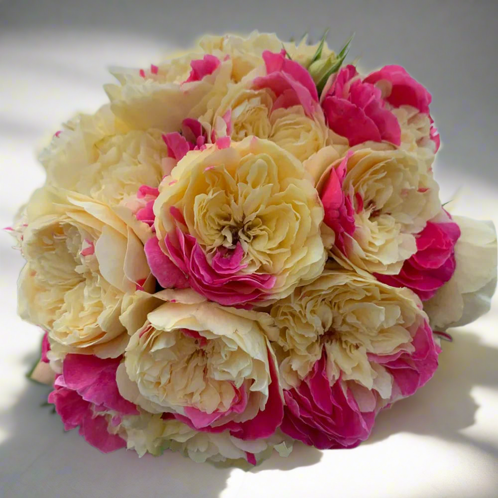 Fugetsu – Striped Yellow & Pink Japanese Rose (Own Root)