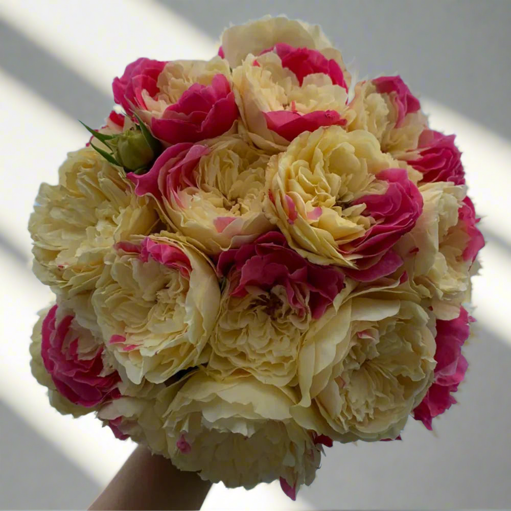 Fugetsu – Striped Yellow & Pink Japanese Rose (Own Root)