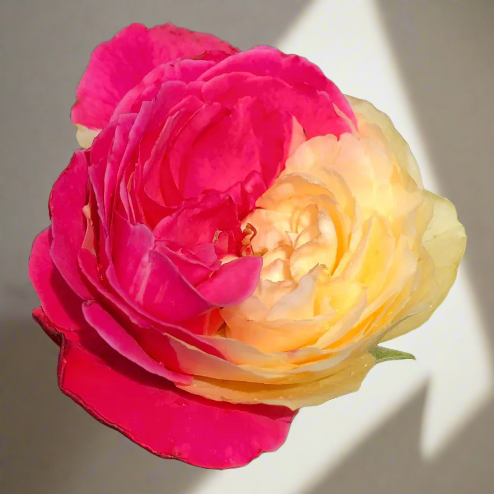 Fugetsu – Striped Yellow & Pink Japanese Rose (Own Root)
