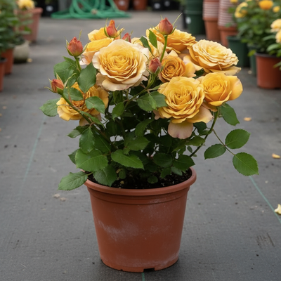 Golden Mustard – Tawny & Gold Dutch Florist Rose (Own Root)