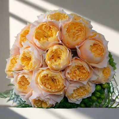 Golden Vuvuzela – Yellow & Pink Dutch Florist Rose (Own Root)