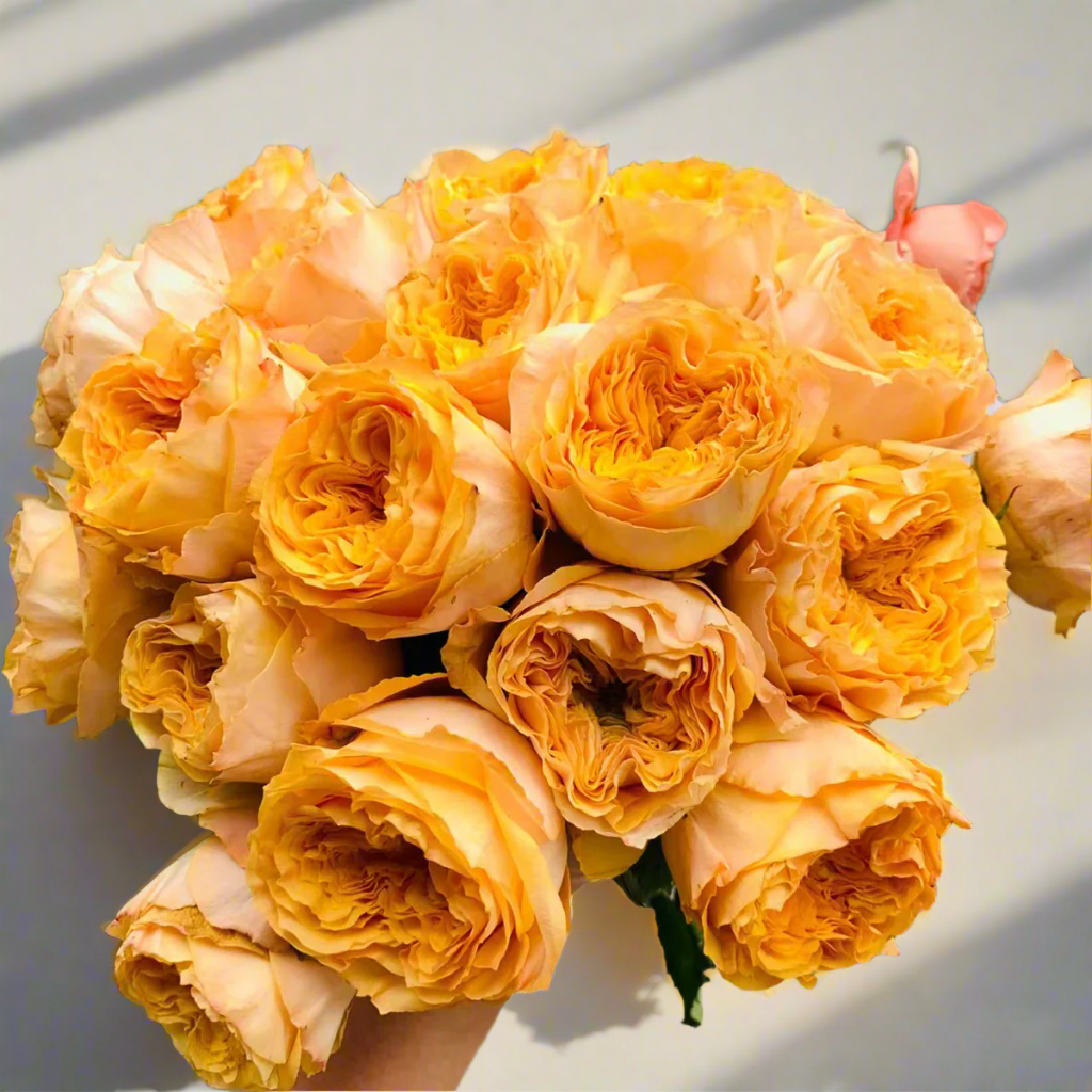 Golden Vuvuzela – Yellow & Pink Dutch Florist Rose (Own Root)
