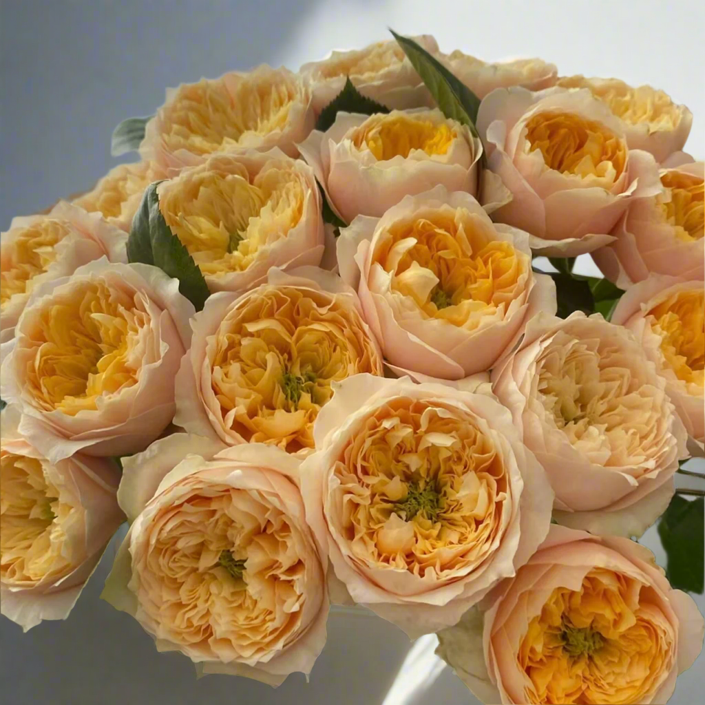 Golden Vuvuzela – Yellow & Pink Dutch Florist Rose (Own Root)