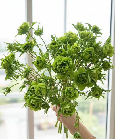 Green Snap – Unique Green & White Japanese Florist Rose (Own Root)