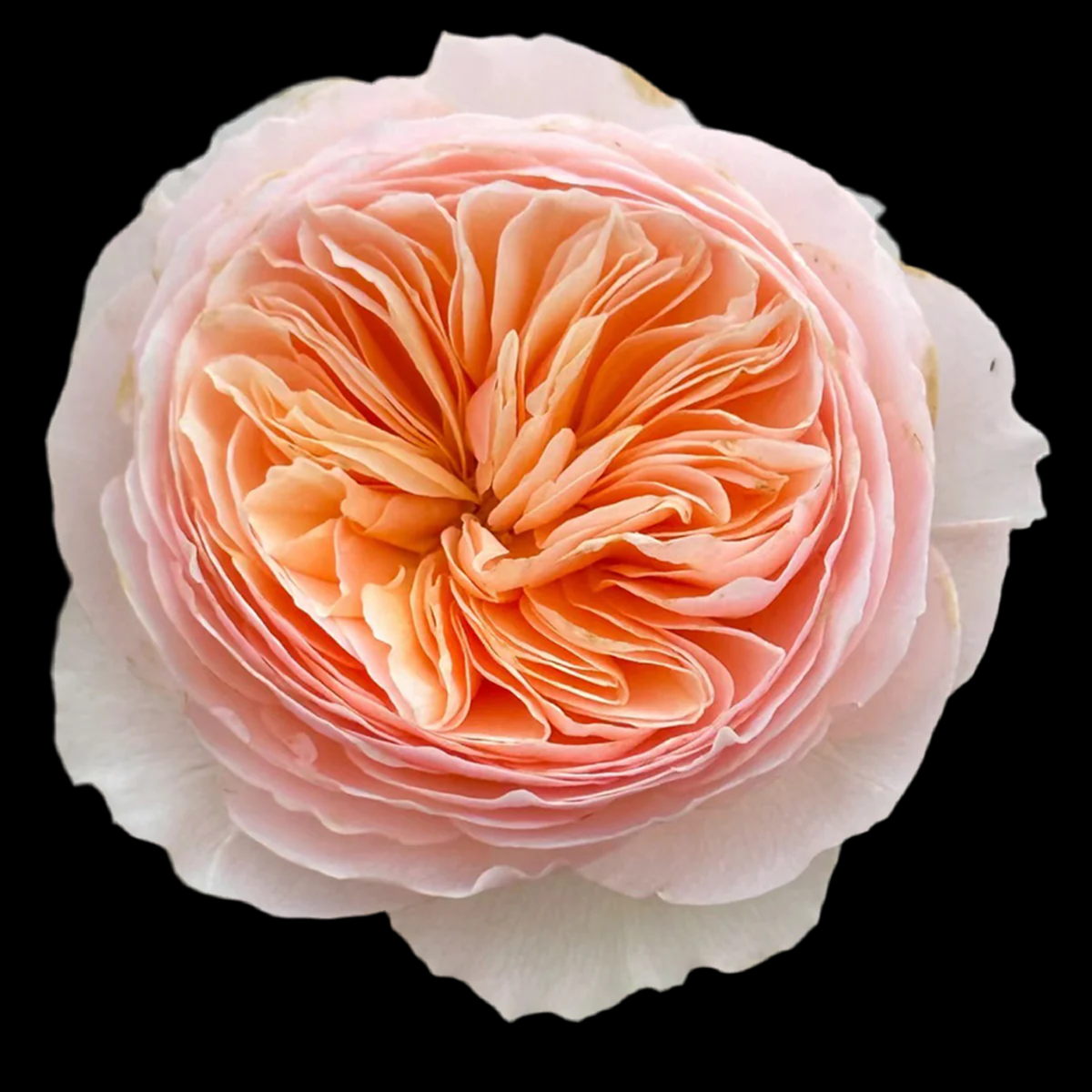 Hanxian – Apricot & Pink Chinese Climbing Rose (Own Root)
