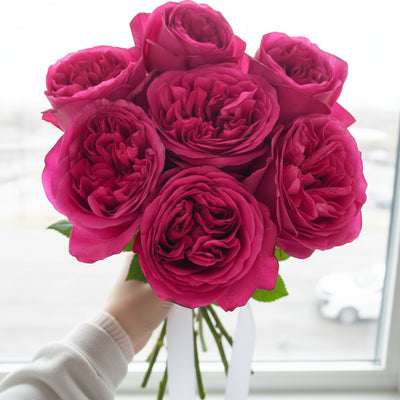 Hot X-pression – Hot Pink Dutch Florist Rose (Grafted)