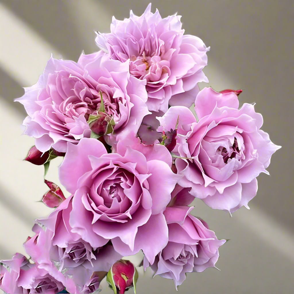 Huanzi (Magic Purple) – Color-Changing Chinese Shrub Rose (Own Root)