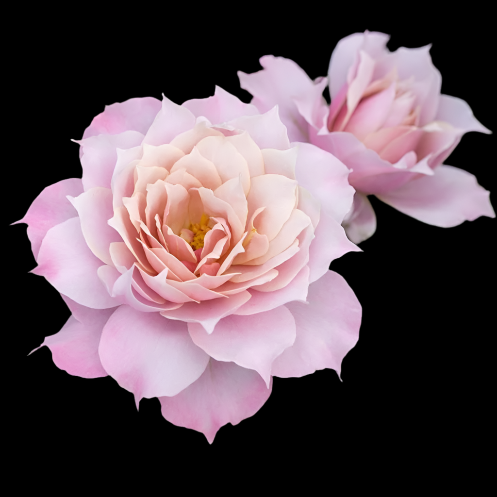 Huanzi (Magic Purple) – Color-Changing Chinese Shrub Rose (Own Root)