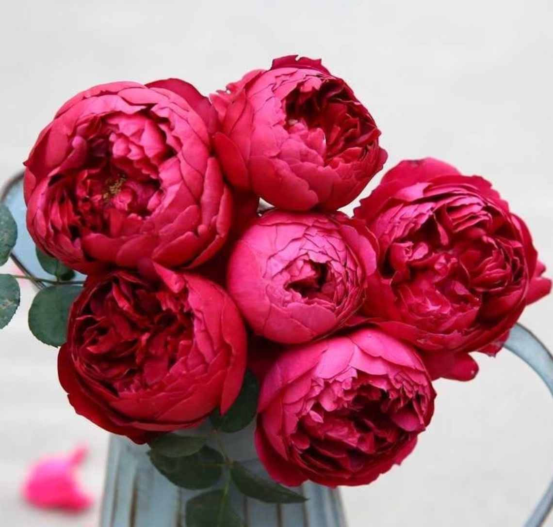 Autumn Rouge | Japanese Florist Shrub Rose | Red blooms | Intoxicating fragrance | Own root