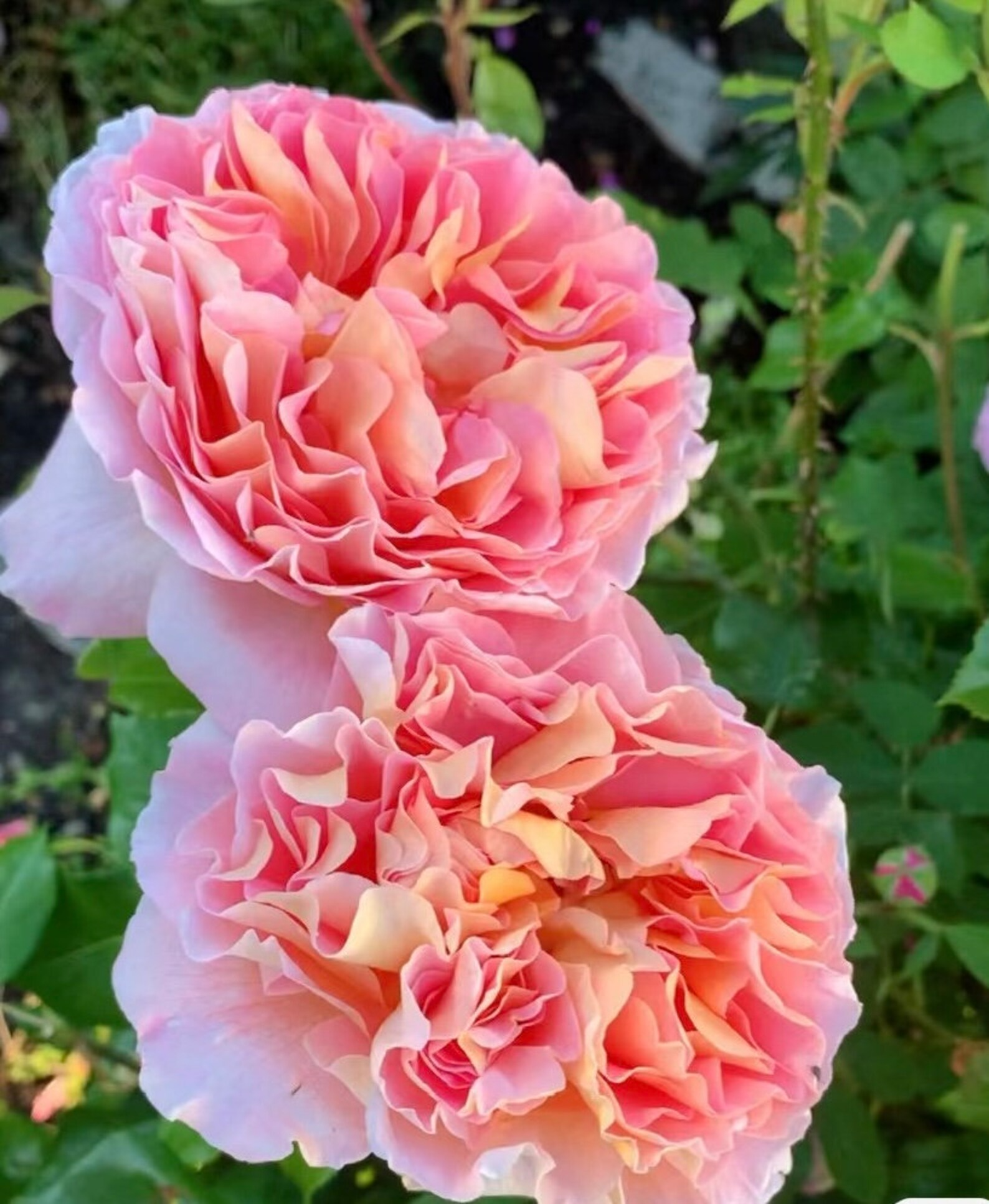 AUScot | English Garden Shrub Rose | Apricot-yellow blooms maturing to coral-pink | Strong fruity fragrance | Own root