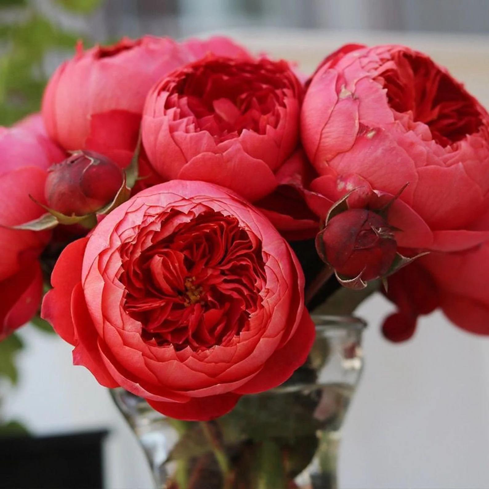 Zhushawan | Cinnabar Bowl | Chinese Florist | Tian Lang Rose | Cup Shape | Own root