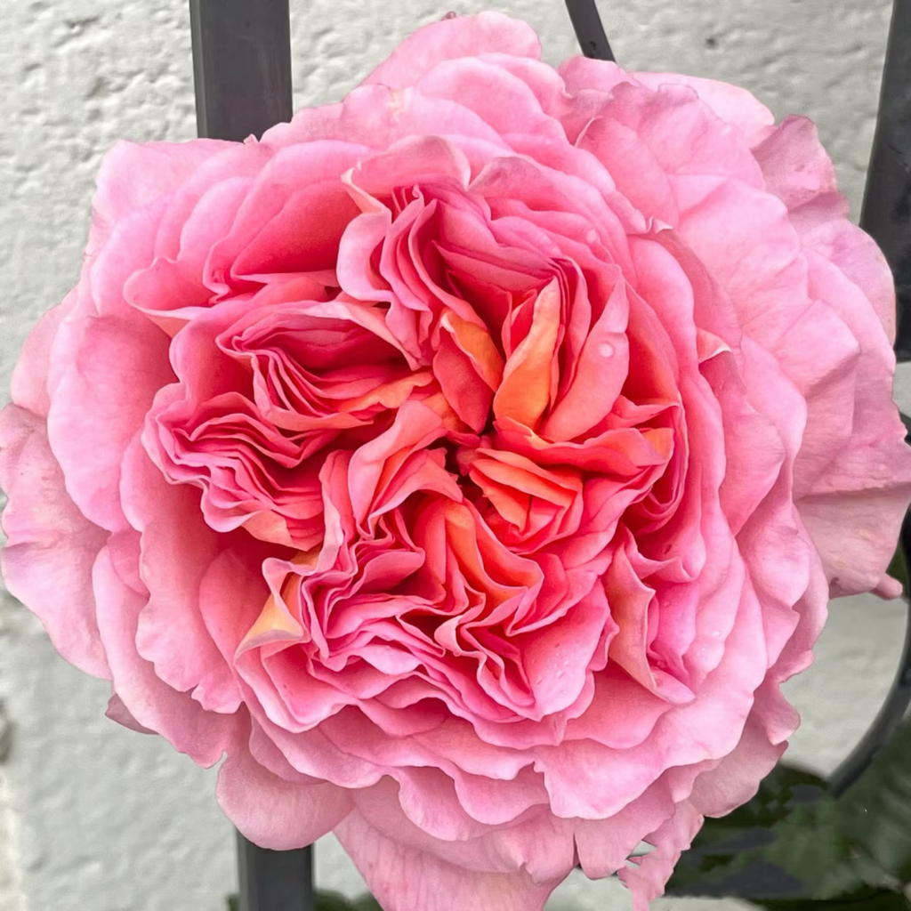AUScot | English Garden Shrub Rose | Apricot-yellow blooms maturing to coral-pink | Strong fruity fragrance | Own root