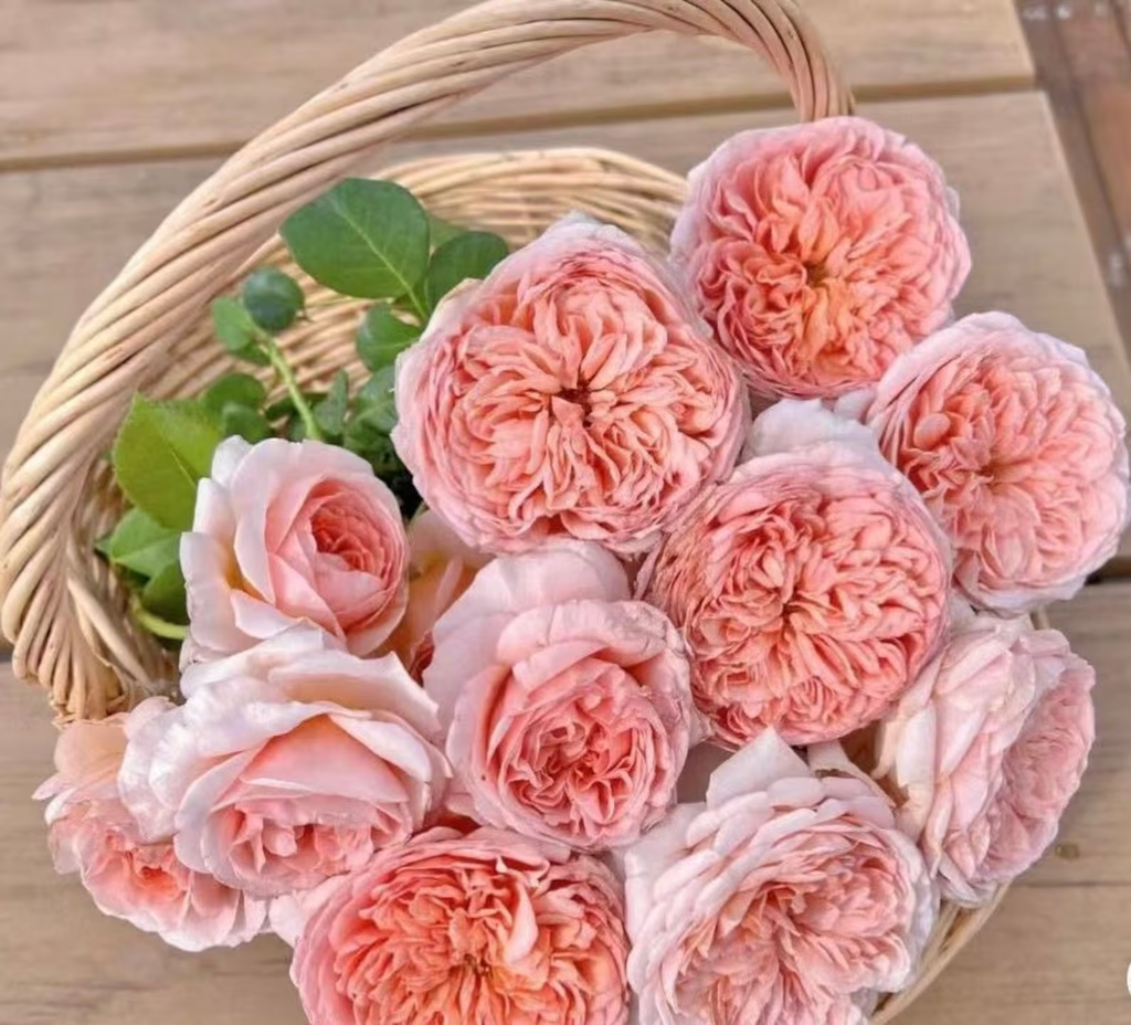 AUScot | English Garden Shrub Rose | Apricot-yellow blooms maturing to coral-pink | Strong fruity fragrance | Own root