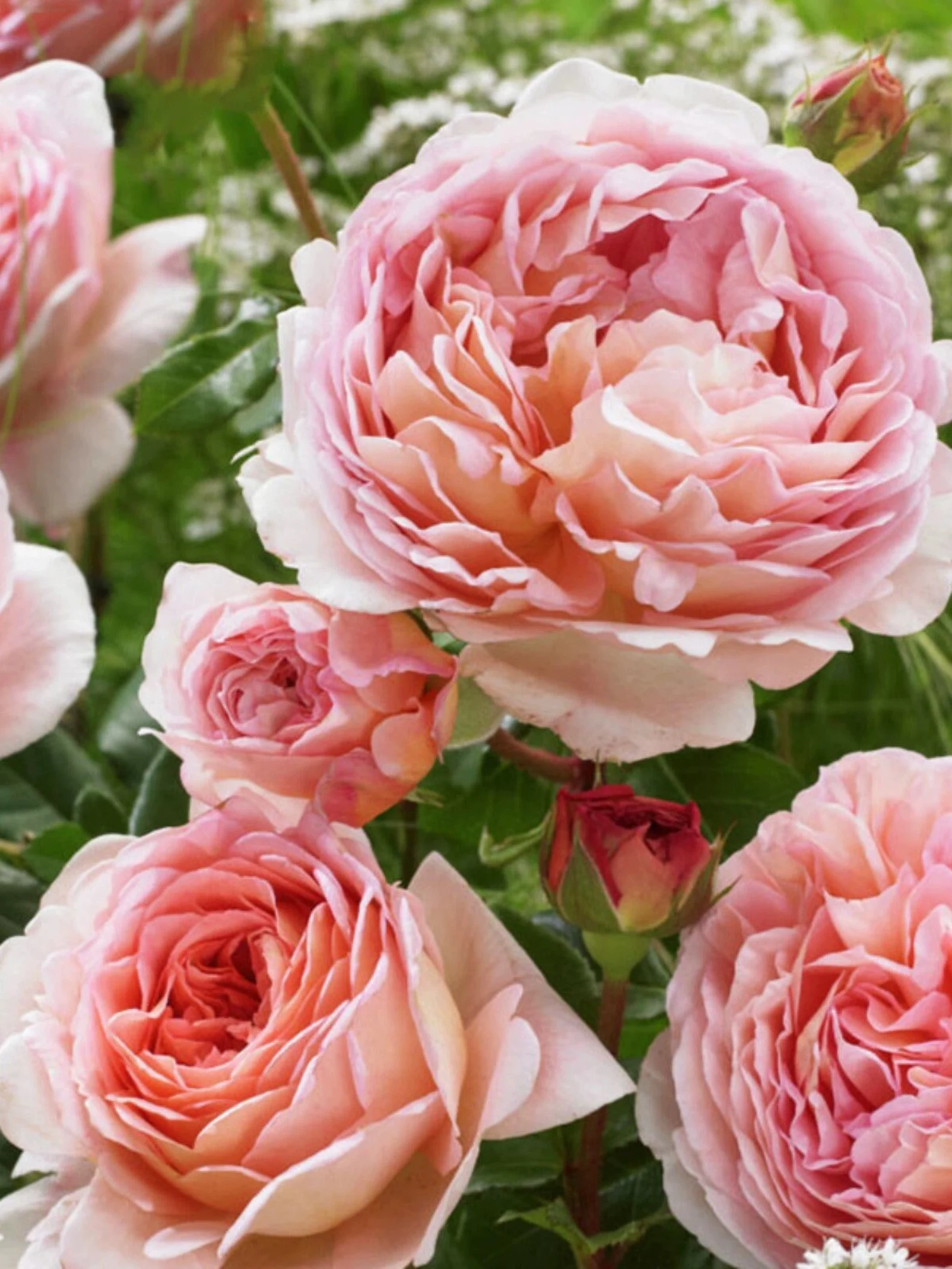 AUScot | English Garden Shrub Rose | Apricot-yellow blooms maturing to coral-pink | Strong fruity fragrance | Own root