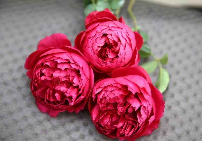 Autumn Rouge | Japanese Florist Shrub Rose | Red blooms | Intoxicating fragrance | Own root
