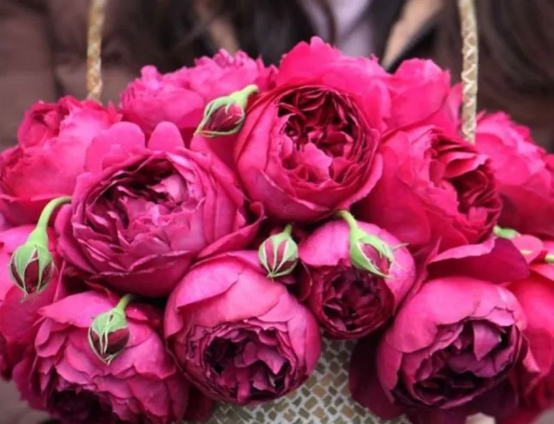 Autumn Rouge | Japanese Florist Shrub Rose | Red blooms | Intoxicating fragrance | Own root