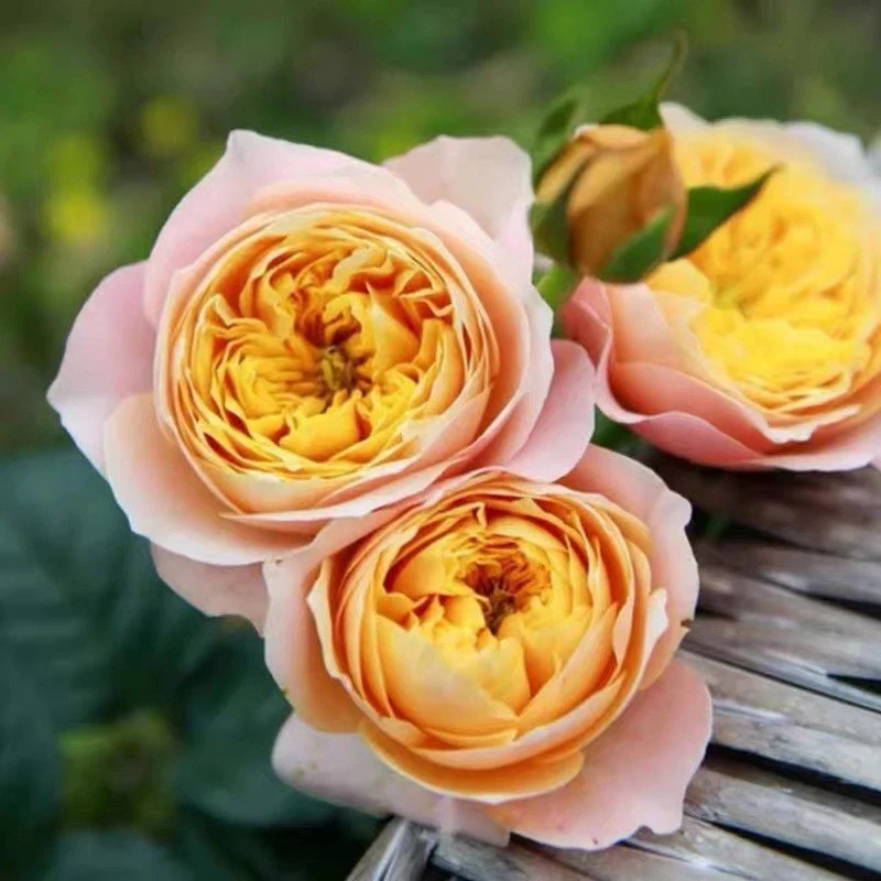 Golden Vuvuzela | Netherlands Florist Shrub Rose | Yellow heart with pink petals | Strong fragrance | Own root