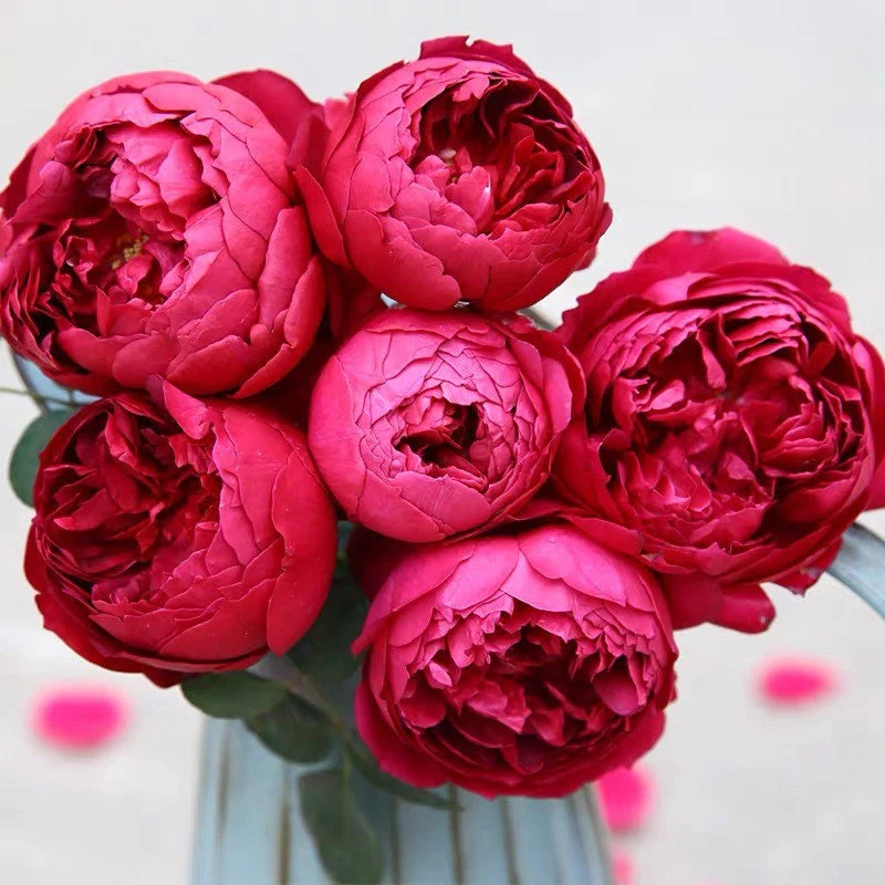 Autumn Rouge | Japanese Florist Shrub Rose | Red blooms | Intoxicating fragrance | Own root