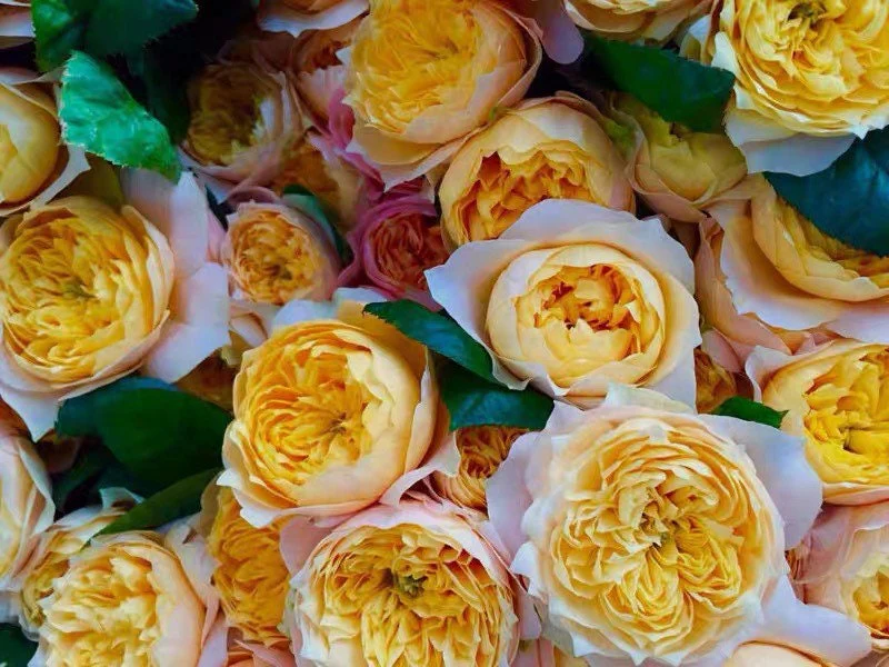 Golden Vuvuzela | Netherlands Florist Shrub Rose | Yellow heart with pink petals | Strong fragrance | Own root