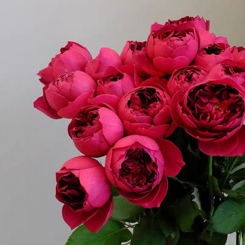 Autumn Rouge | Japanese Florist Shrub Rose | Red blooms | Intoxicating fragrance | Own root
