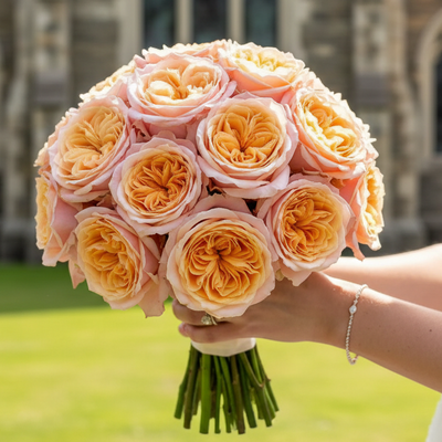Imagine – Orange & Yellow Dutch Florist Rose (Own Root)