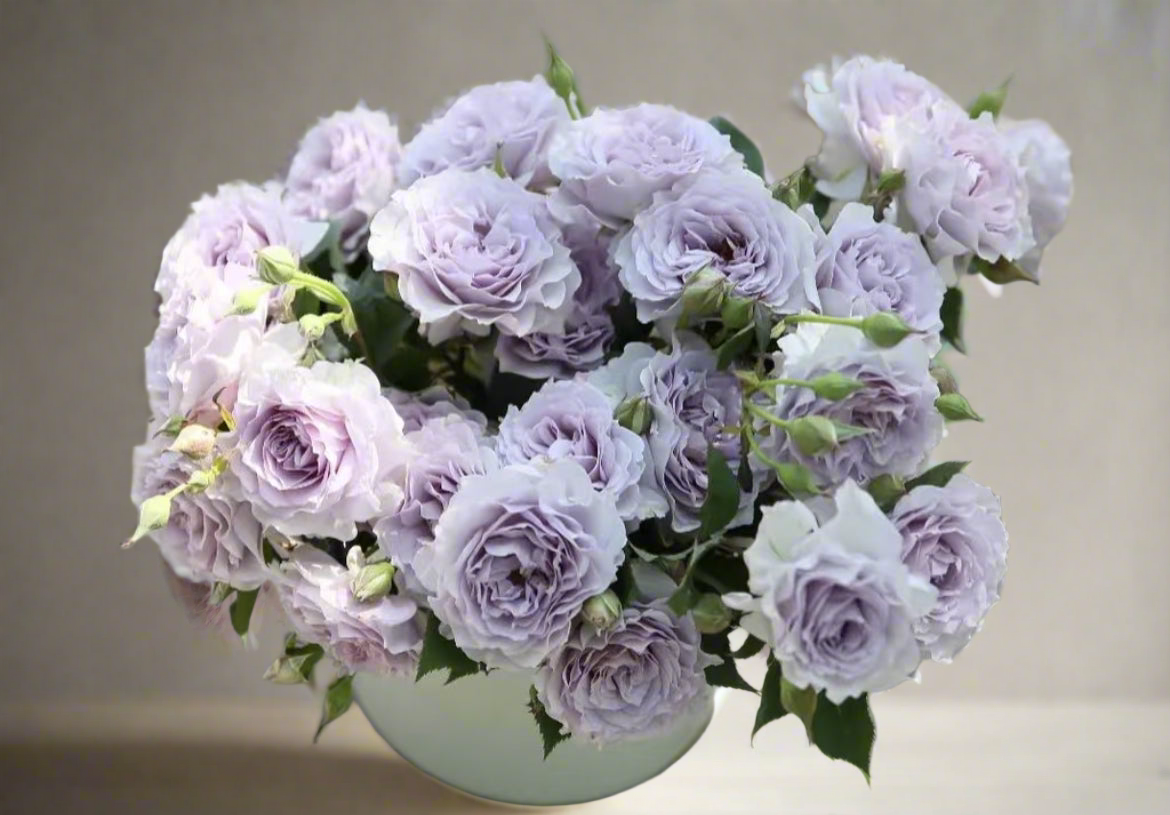 Ji Se – Fragrant Lilac Chinese Shrub Rose (Own Root)