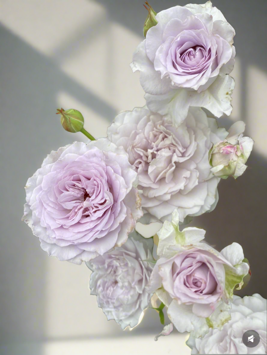 Ji Se – Fragrant Lilac Chinese Shrub Rose (Own Root)
