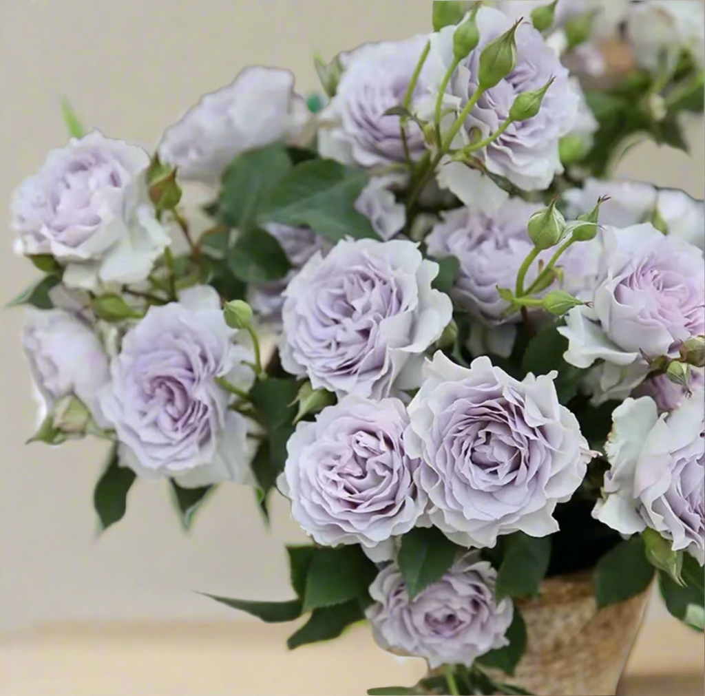 Ji Se – Fragrant Lilac Chinese Shrub Rose (Own Root)