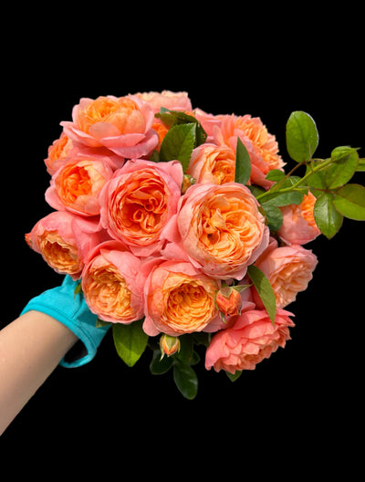 Ju Zi (橘子) – Orange-to-Pink Garden Shrub Rose from China (Own Root)