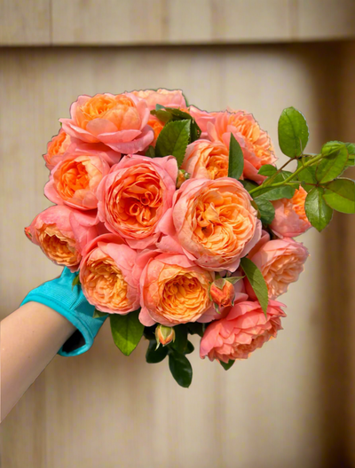 Ju Zi (橘子) – Orange-to-Pink Garden Shrub Rose from China (Own Root)