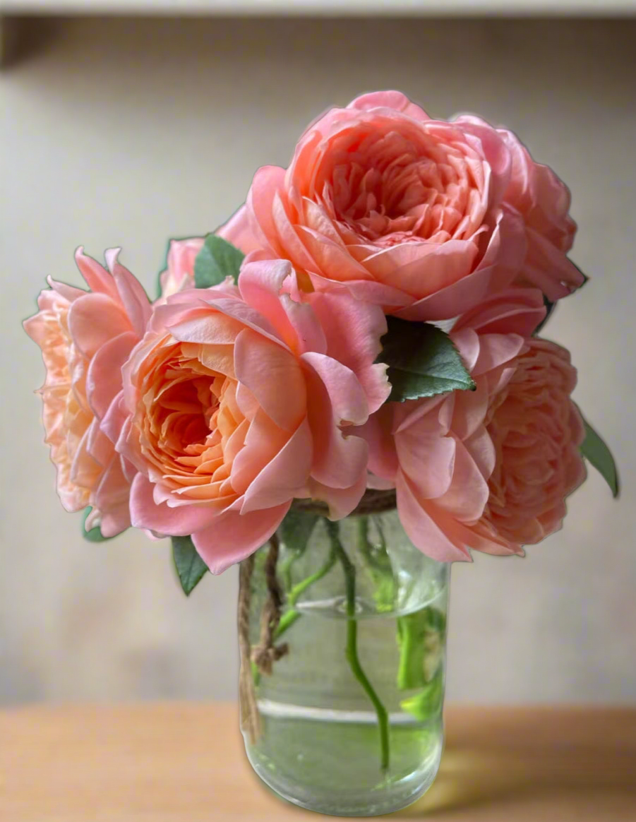 Ju Zi (橘子) – Orange-to-Pink Garden Shrub Rose from China (Own Root)