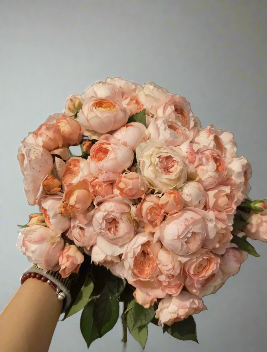 Ju Zi (橘子) – Orange-to-Pink Garden Shrub Rose from China (Own Root)