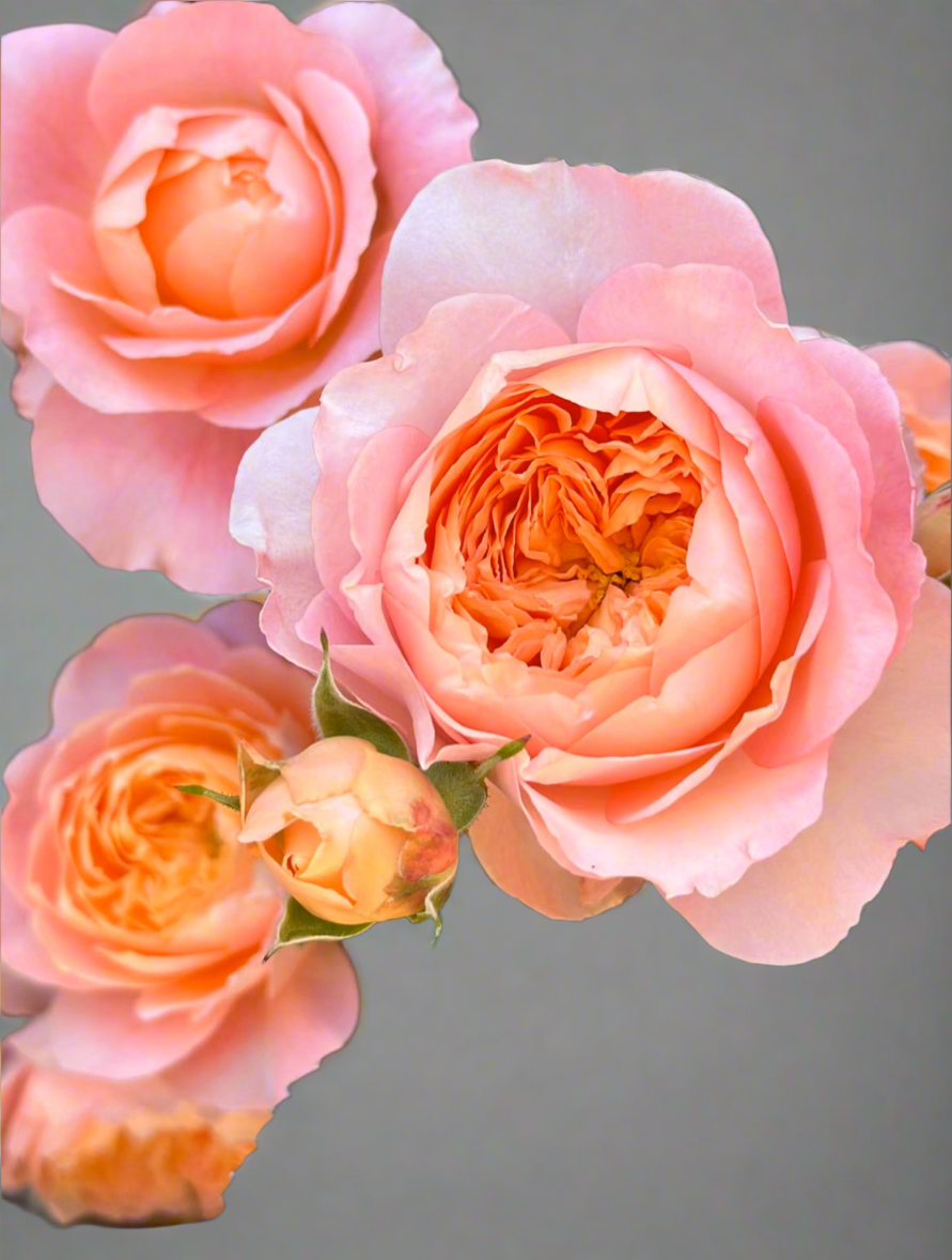 Ju Zi (橘子) – Orange-to-Pink Garden Shrub Rose from China (Own Root)