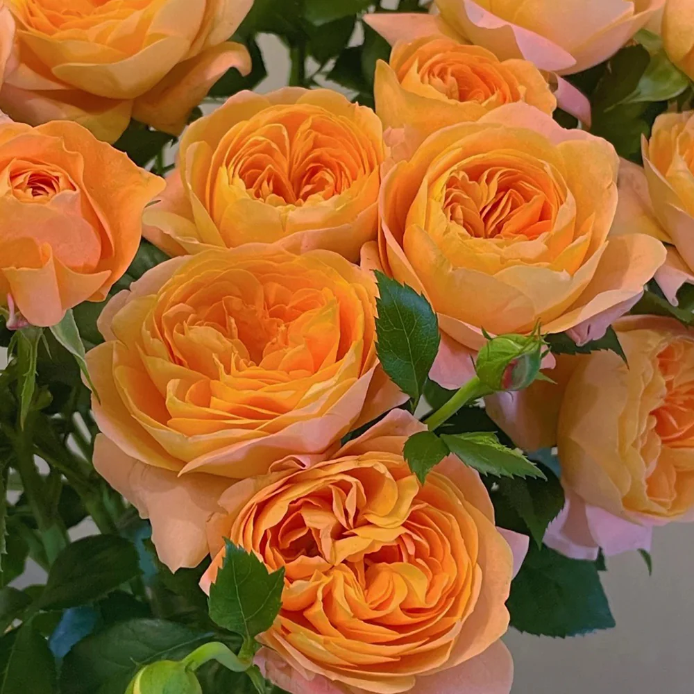 Juicy Terrazza – Coral-Orange Dutch Patio Rose (Own Root)